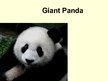 Prezentációk 'Giant Panda', 1.                