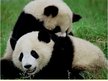 Prezentációk 'Giant Panda', 6.                