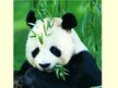 Prezentációk 'Giant Panda', 8.                