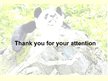 Prezentációk 'Giant Panda', 9.                