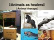 Prezentációk 'Animal Therapy', 1.                