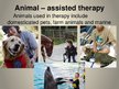 Prezentációk 'Animal Therapy', 2.                