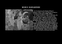 Prezentációk 'Flora of Hawaiian Islands', 3.                