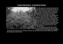 Prezentációk 'Flora of Hawaiian Islands', 4.                