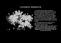 Prezentációk 'Flora of Hawaiian Islands', 5.                