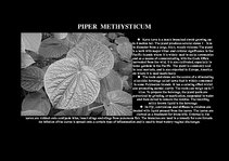 Prezentációk 'Flora of Hawaiian Islands', 6.                