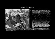 Prezentációk 'Flora of Hawaiian Islands', 8.                
