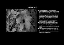 Prezentációk 'Flora of Hawaiian Islands', 9.                