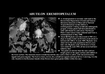 Prezentációk 'Flora of Hawaiian Islands', 13.                