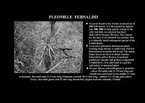 Prezentációk 'Flora of Hawaiian Islands', 14.                