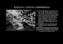 Prezentációk 'Flora of Hawaiian Islands', 15.                