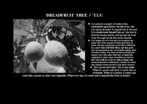 Prezentációk 'Flora of Hawaiian Islands', 16.                