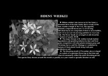 Prezentációk 'Flora of Hawaiian Islands', 18.                