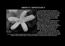 Prezentációk 'Flora of Hawaiian Islands', 19.                