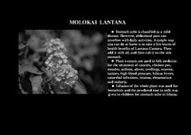 Prezentációk 'Flora of Hawaiian Islands', 20.                