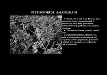 Prezentációk 'Flora of Hawaiian Islands', 21.                