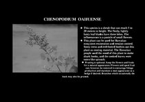 Prezentációk 'Flora of Hawaiian Islands', 23.                