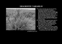 Prezentációk 'Flora of Hawaiian Islands', 24.                