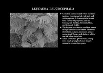 Prezentációk 'Flora of Hawaiian Islands', 25.                