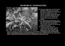 Prezentációk 'Flora of Hawaiian Islands', 26.                