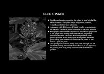 Prezentációk 'Flora of Hawaiian Islands', 28.                