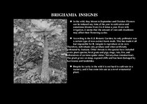 Prezentációk 'Flora of Hawaiian Islands', 29.                