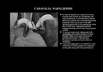 Prezentációk 'Flora of Hawaiian Islands', 30.                