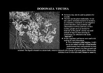 Prezentációk 'Flora of Hawaiian Islands', 31.                