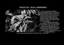 Prezentációk 'Flora of Hawaiian Islands', 33.                