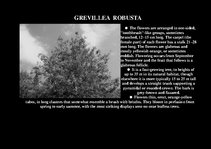 Prezentációk 'Flora of Hawaiian Islands', 34.                