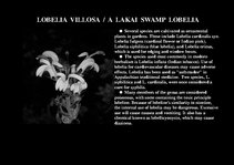 Prezentációk 'Flora of Hawaiian Islands', 35.                