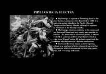 Prezentációk 'Flora of Hawaiian Islands', 36.                