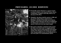 Prezentációk 'Flora of Hawaiian Islands', 38.                