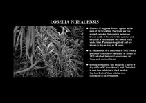 Prezentációk 'Flora of Hawaiian Islands', 39.                