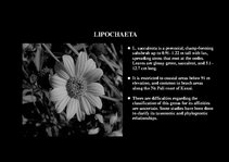 Prezentációk 'Flora of Hawaiian Islands', 40.                