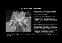 Prezentációk 'Flora of Hawaiian Islands', 41.                