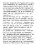 Esszék 'Cocaine', 1.                