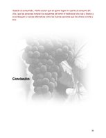 Kutatási anyagok 'Plan de Exportación de Vinos Carmenere a Brasil', 29.                