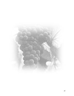Kutatási anyagok 'Plan de Exportación de Vinos Carmenere a Brasil', 30.                