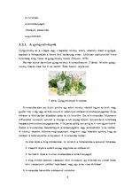 Kutatási anyagok 'Az likőrről általánosan és házi likőr
készítése', 9.                