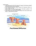 Összefoglalók, jegyzetek 'Cell Membrane Transport', 5.                
