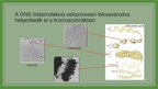 Prezentációk 'Kromoszóma', 6.                
