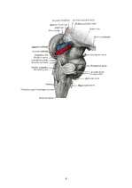 Kutatási anyagok 'The Third Eye - Pineal Gland', 6.                
