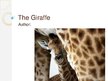 Prezentációk 'The Giraffe', 1.                