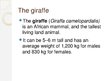 Prezentációk 'The Giraffe', 2.                