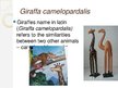 Prezentációk 'The Giraffe', 4.                
