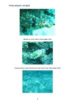 Esszék 'Fülöp, szigetek cetcápák', 8.                