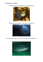 Esszék 'Fülöp, szigetek cetcápák', 9.                