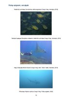 Esszék 'Fülöp, szigetek cetcápák', 10.                