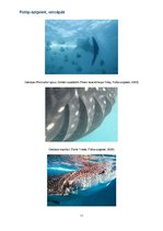 Esszék 'Fülöp, szigetek cetcápák', 11.                